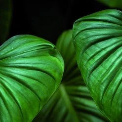 Ideallux Küchenläufer